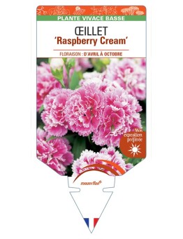 DIANTHUS diantica Raspberry Cream voir Œillet