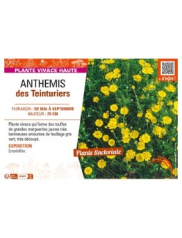 ANTHEMIS tinctoria voir ANTHEMIS des Teinturiers