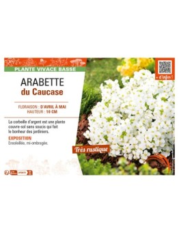 ARABIS CAUCASICA voir ARABETTE DU CAUCASE