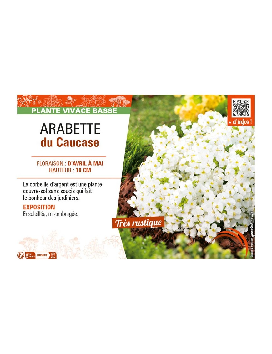 ARABIS CAUCASICA voir ARABETTE DU CAUCASE