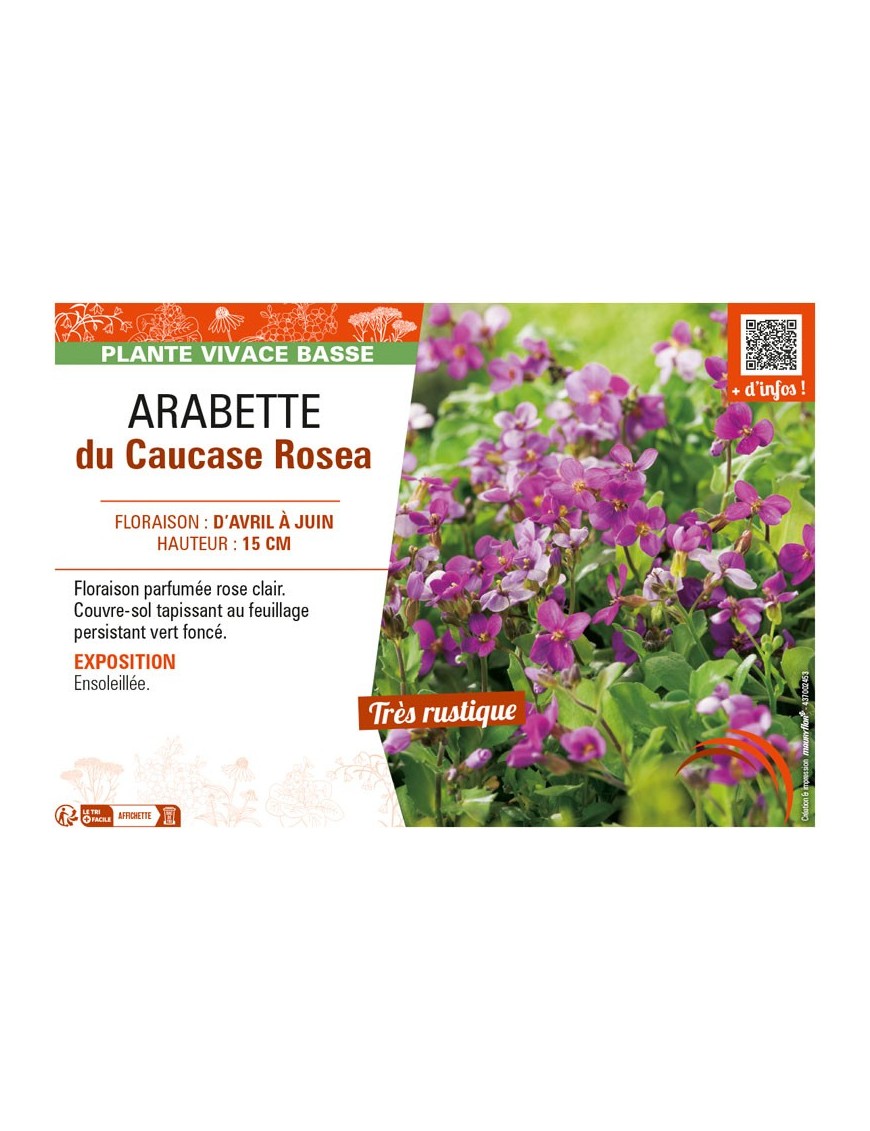 ARABIS CAUCASICA voir ARABETTE DU CAUCASE ROSEA