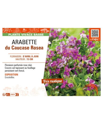 ARABIS CAUCASICA voir ARABETTE DU CAUCASE ROSEA