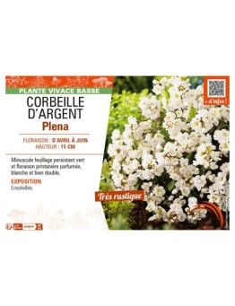 (ARABIS) CAUCASICA PLENA (Corbeille d'argent)