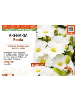 ARENARIA Ronda
