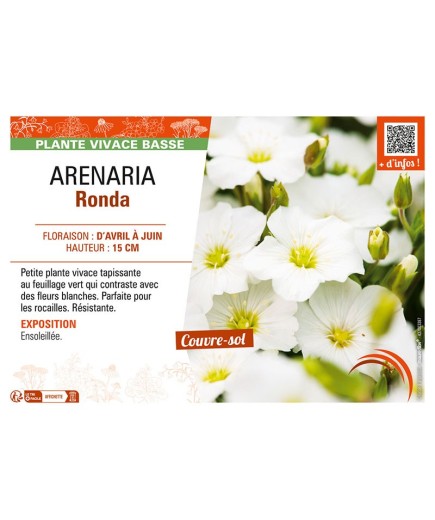 ARENARIA Ronda