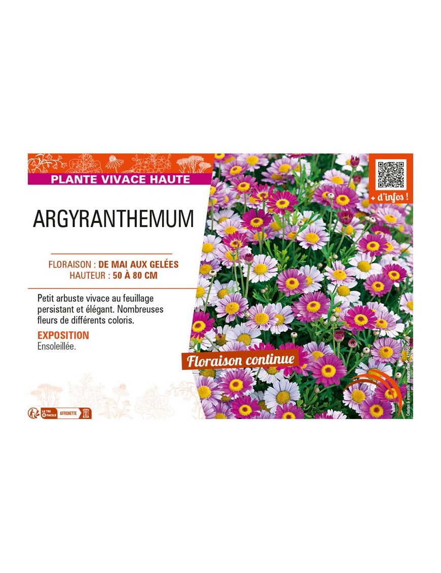 ARGYRANTHEMUM