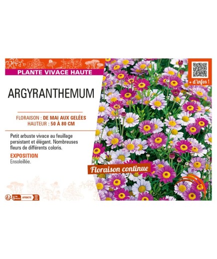 ARGYRANTHEMUM