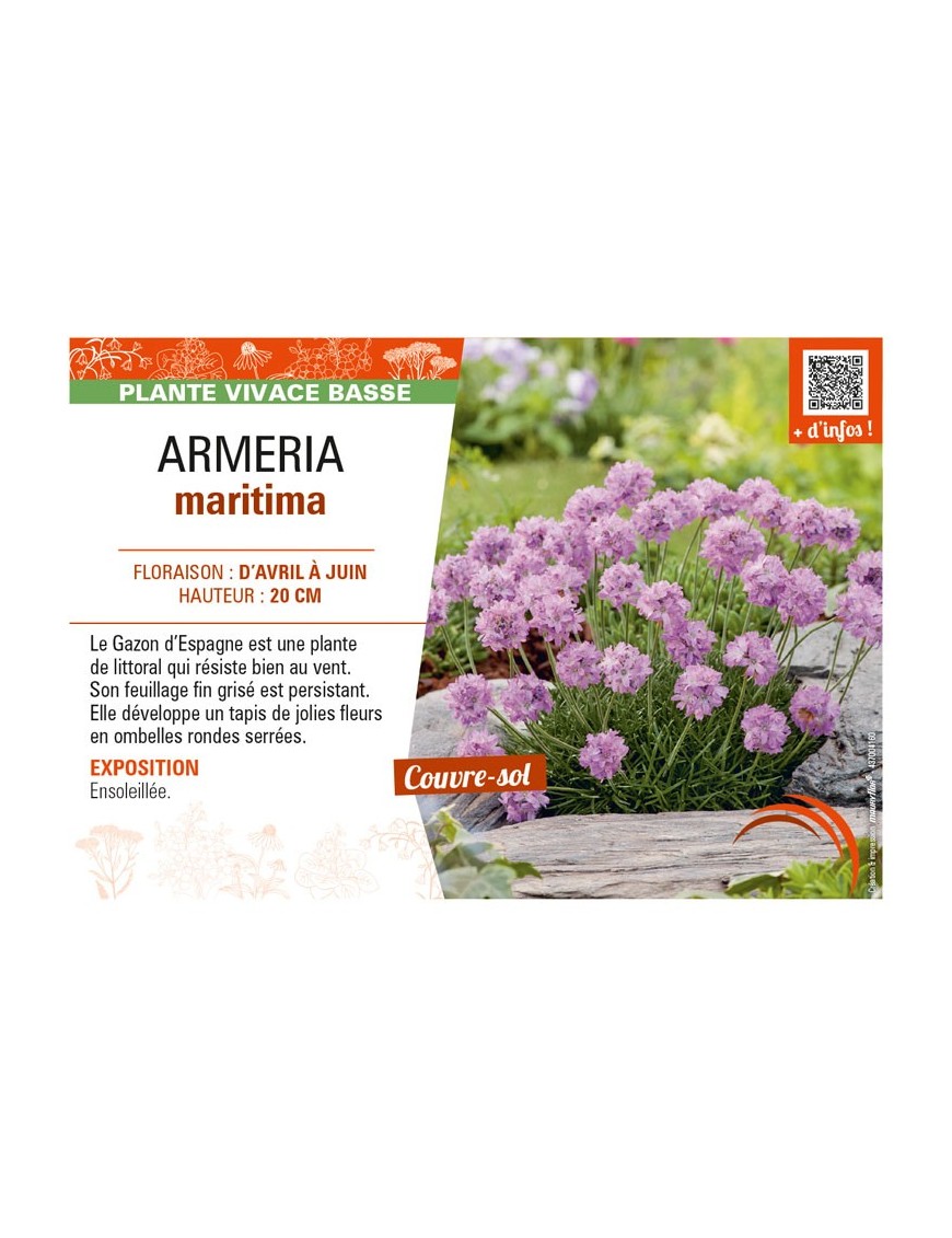 ARMERIA maritima