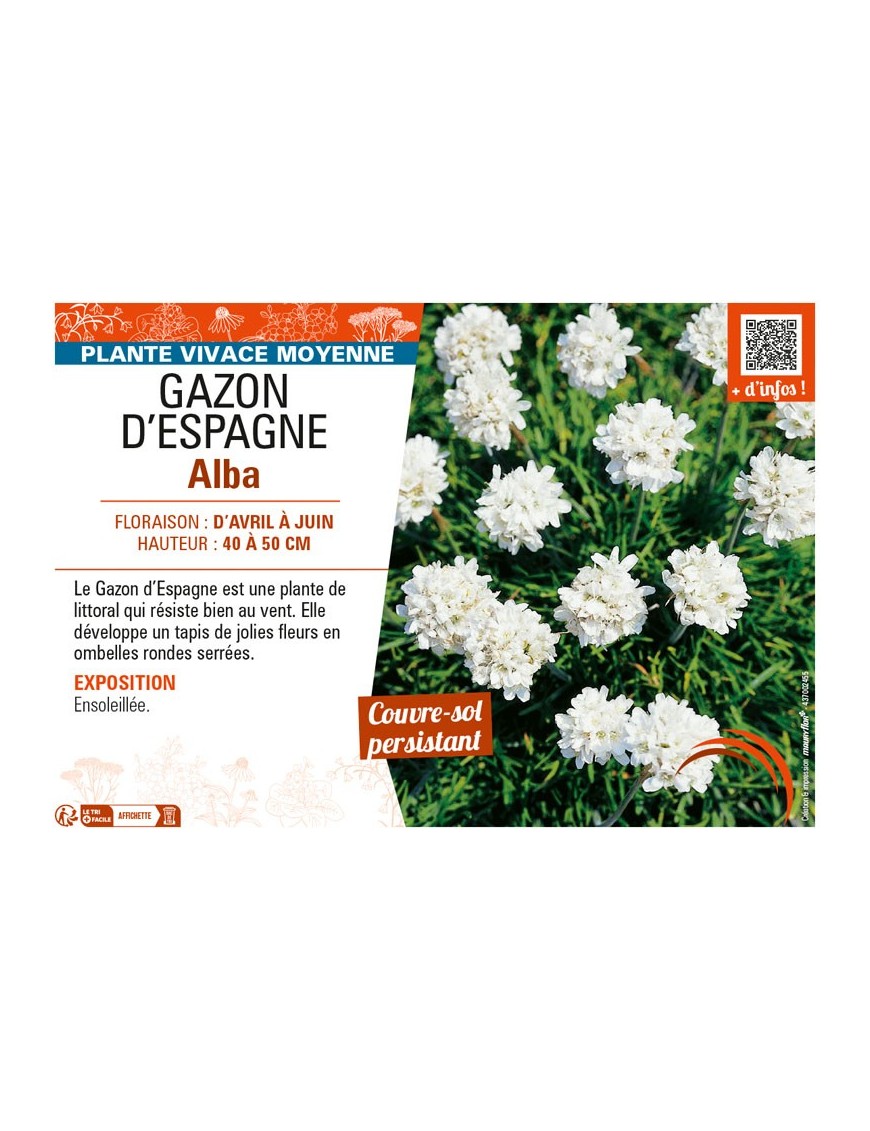 ARMERIA MARITIMA voir GAZON D'ESPAGNE ALBA