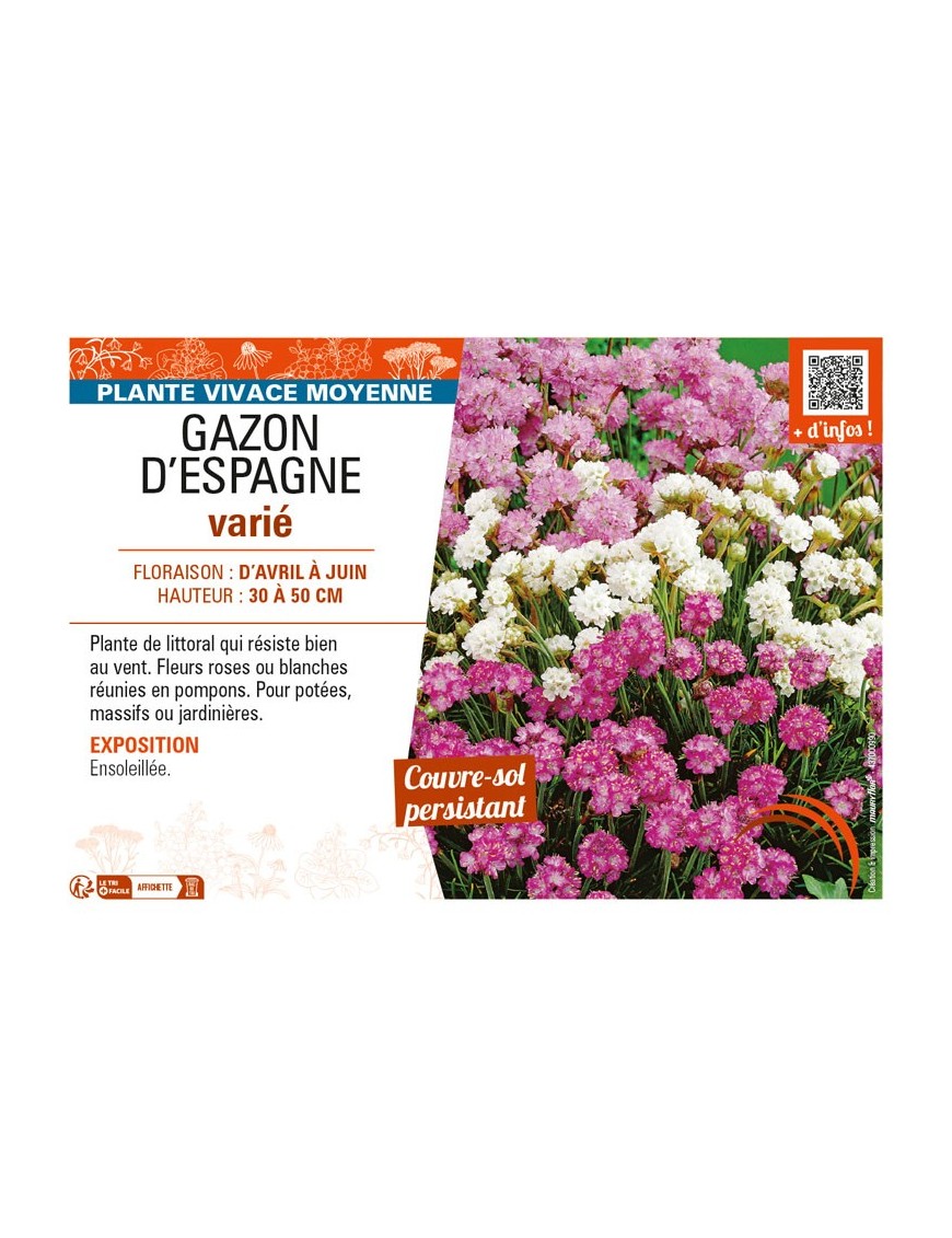 ARMERIA voir GAZON D'ESPAGNE VARIÉ