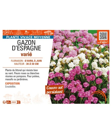 ARMERIA voir GAZON D'ESPAGNE VARIÉ