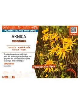 ARNICA montana