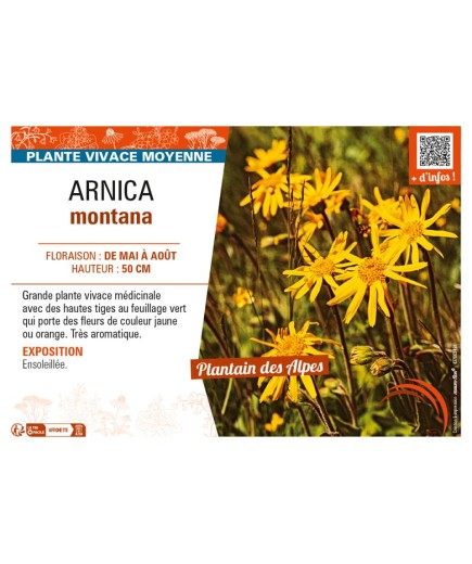 ARNICA montana