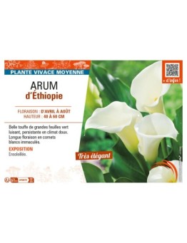 ARUM D'ÉTHIOPIE