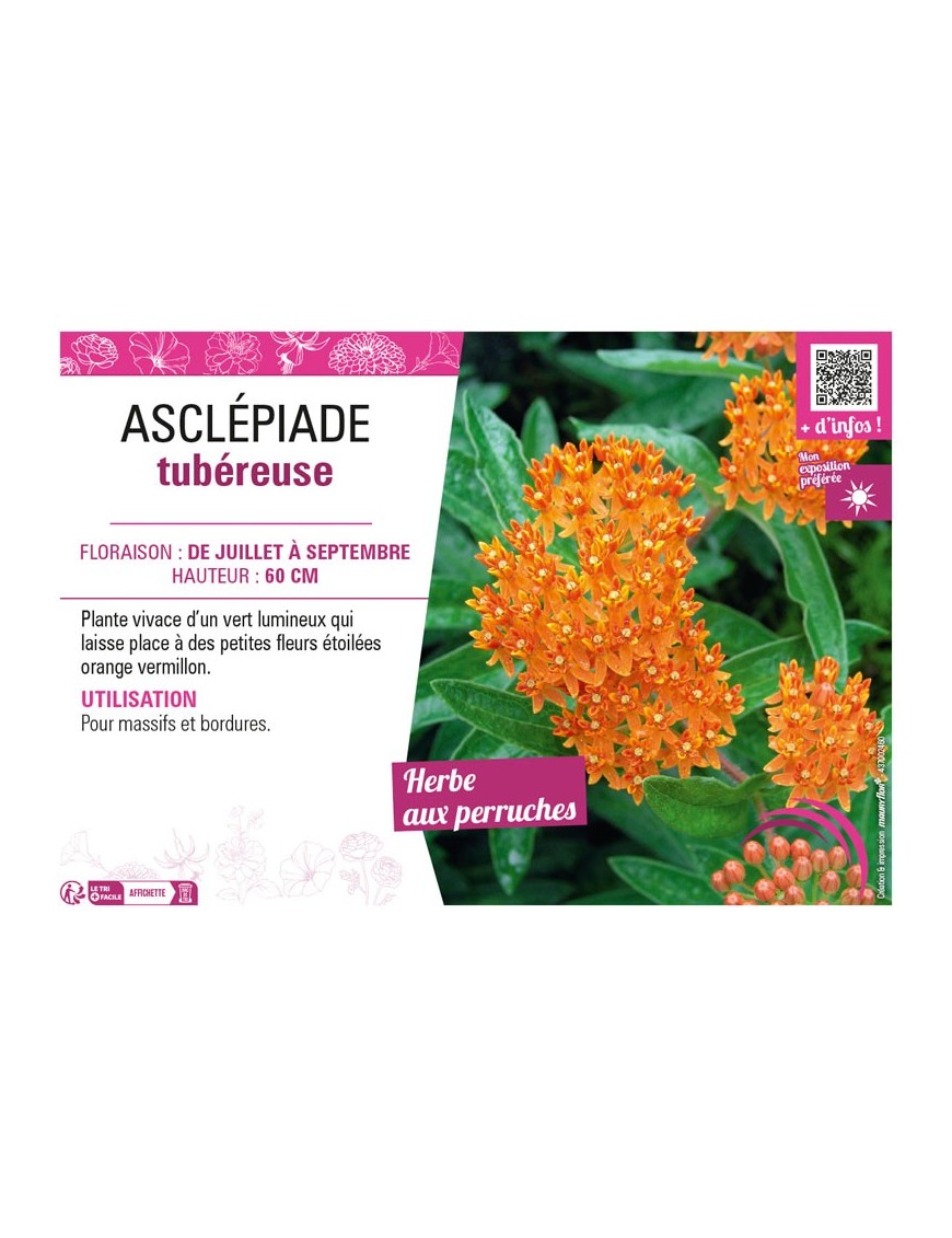 ASCLEPIAS TUBEROSA voir ASCLÉPIADE TUBÉREUSE