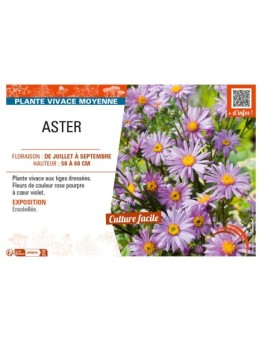 ASTER (AMELLUS)