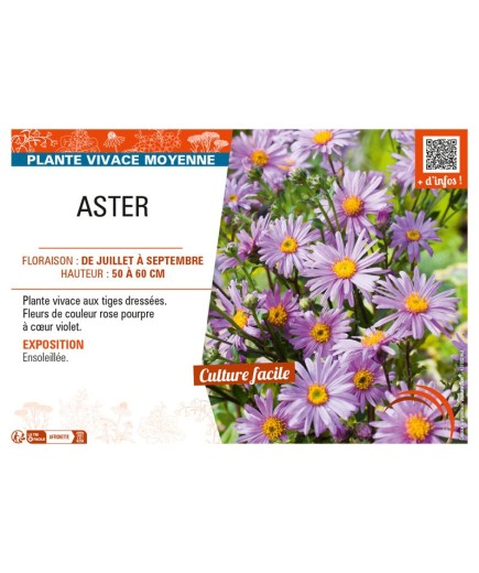 ASTER (AMELLUS)
