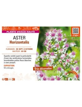 ASTER (LATERIFOLUS) HORIZONTALIS