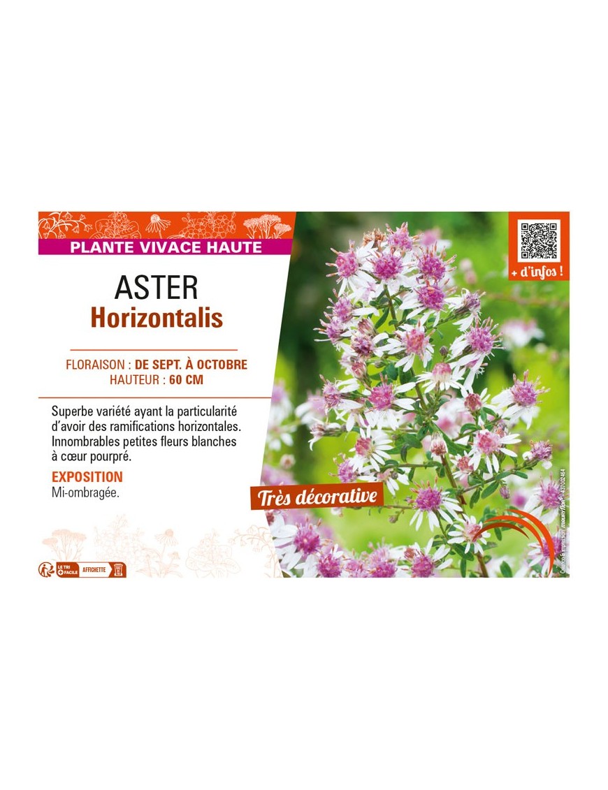 ASTER (LATERIFOLUS) HORIZONTALIS