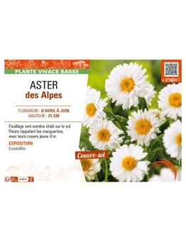ASTER alpinus voir ASTER des Alpes (blanc)