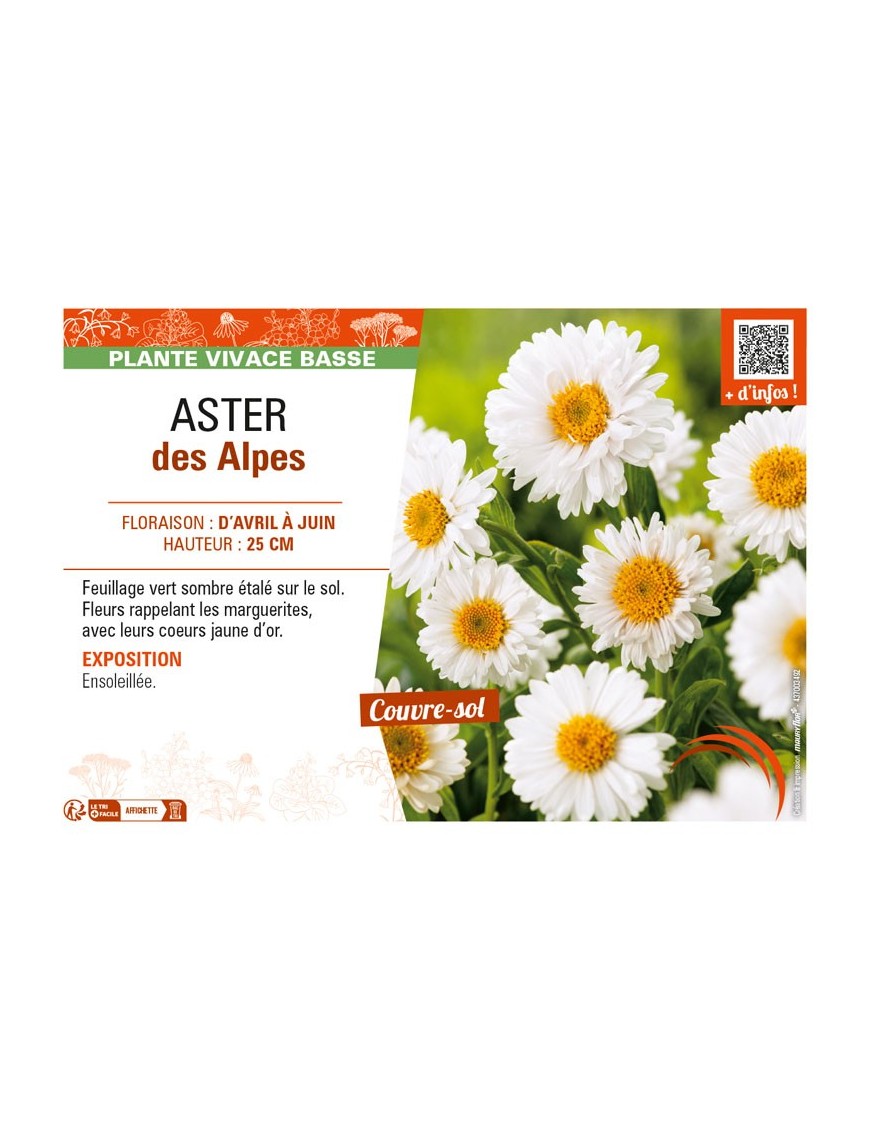 ASTER alpinus voir ASTER des Alpes (blanc)