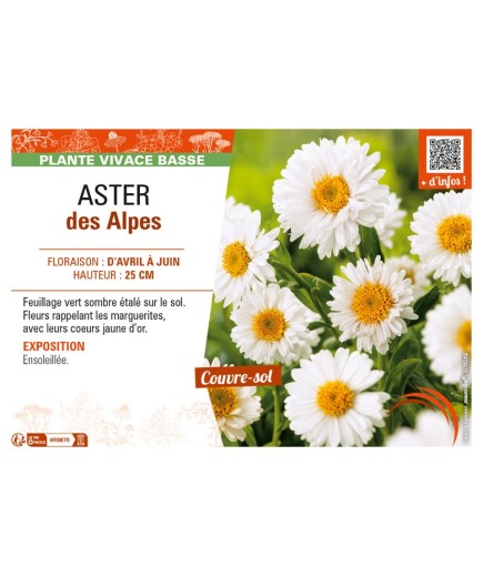 ASTER alpinus voir ASTER des Alpes (blanc)
