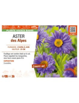 ASTER alpinus voir ASTER des Alpes (bleu)
