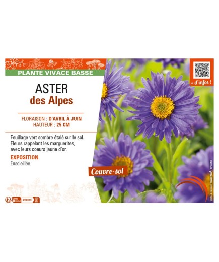 ASTER alpinus voir ASTER des Alpes (bleu)