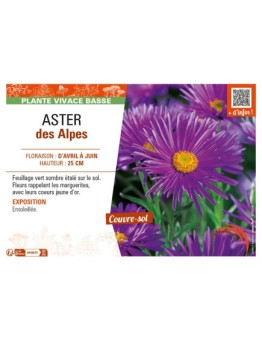 ASTER alpinus voir ASTER des Alpes (violet)