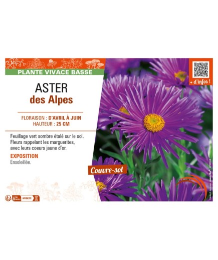 ASTER alpinus voir ASTER des Alpes (violet)