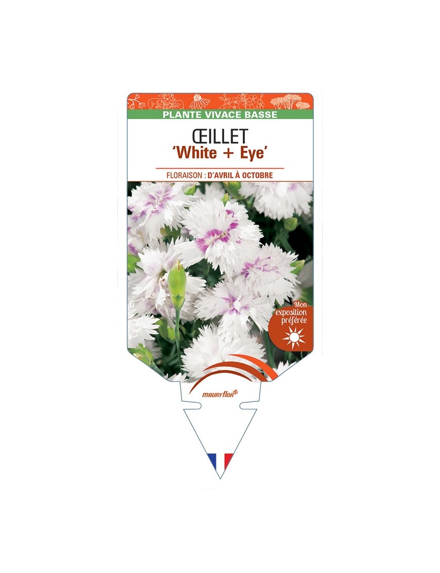 DIANTHUS diantica White + Eye voir Œillet