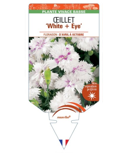 DIANTHUS diantica White + Eye voir Œillet