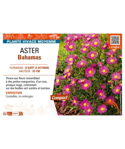 ASTER BAHAMAS