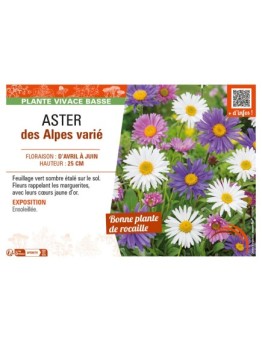 ASTER DES ALPES VARIÉ (ALPINUS)