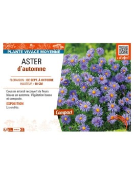 ASTER dumosus voir ASTER d’automne (bleu)