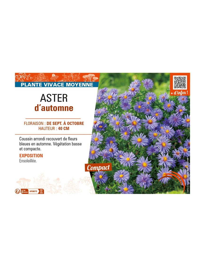 ASTER dumosus voir ASTER d’automne (bleu)