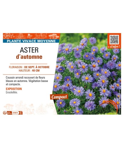 ASTER dumosus voir ASTER d’automne (bleu)