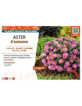 ASTER dumosus voir ASTER d’automne (rose)