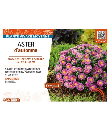 ASTER dumosus voir ASTER d’automne (rose)