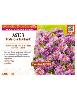 ASTER novi-belgii voir ASTER Patricia Ballard