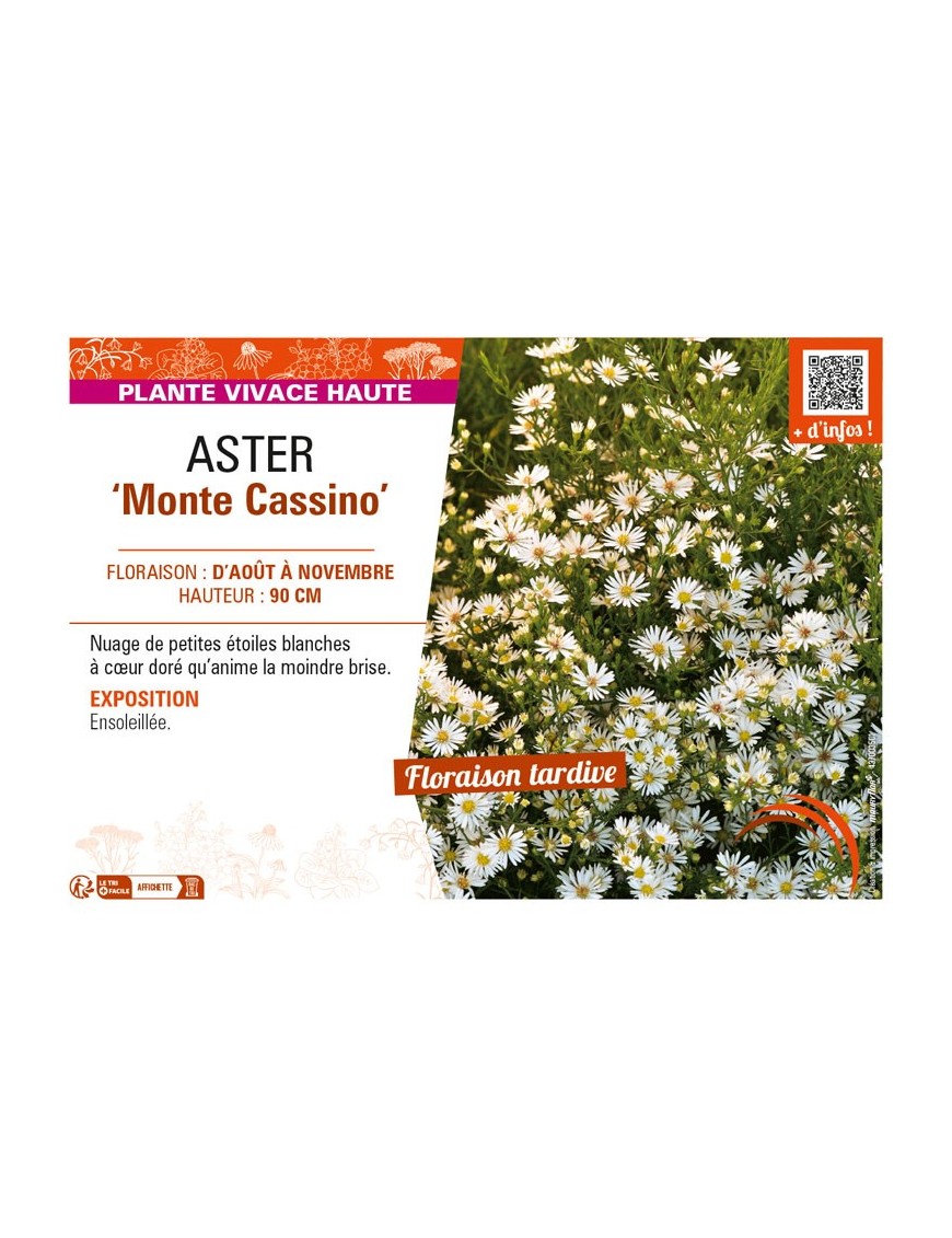 ASTER pringlei voir ASTER Monte Cassino
