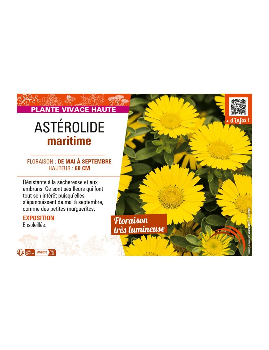 ASTERISCUS MARITIMUS voir ASTÉROLIDE MARITIME