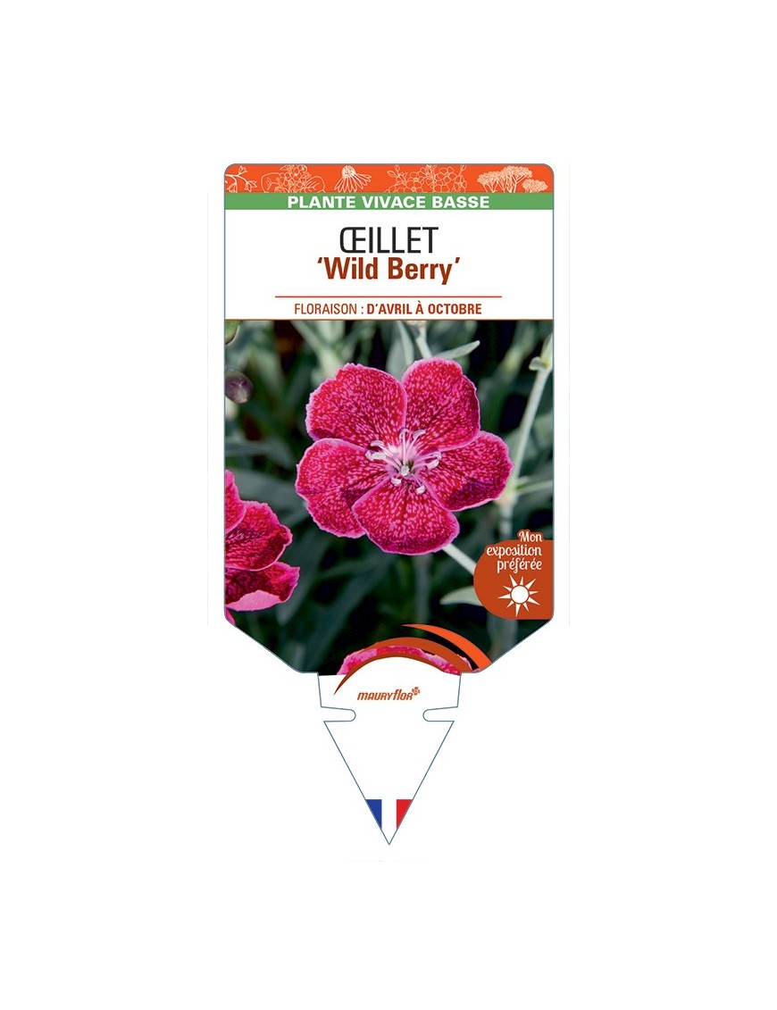 DIANTHUS diantica Wild Berry voir Œillet