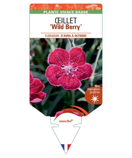DIANTHUS diantica Wild Berry voir Œillet
