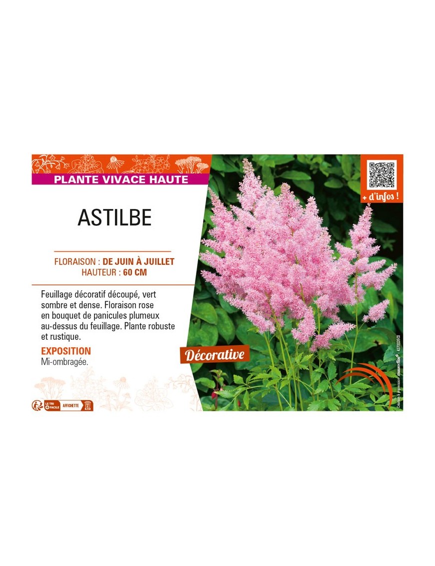 ASTILBE (arendsii rose)