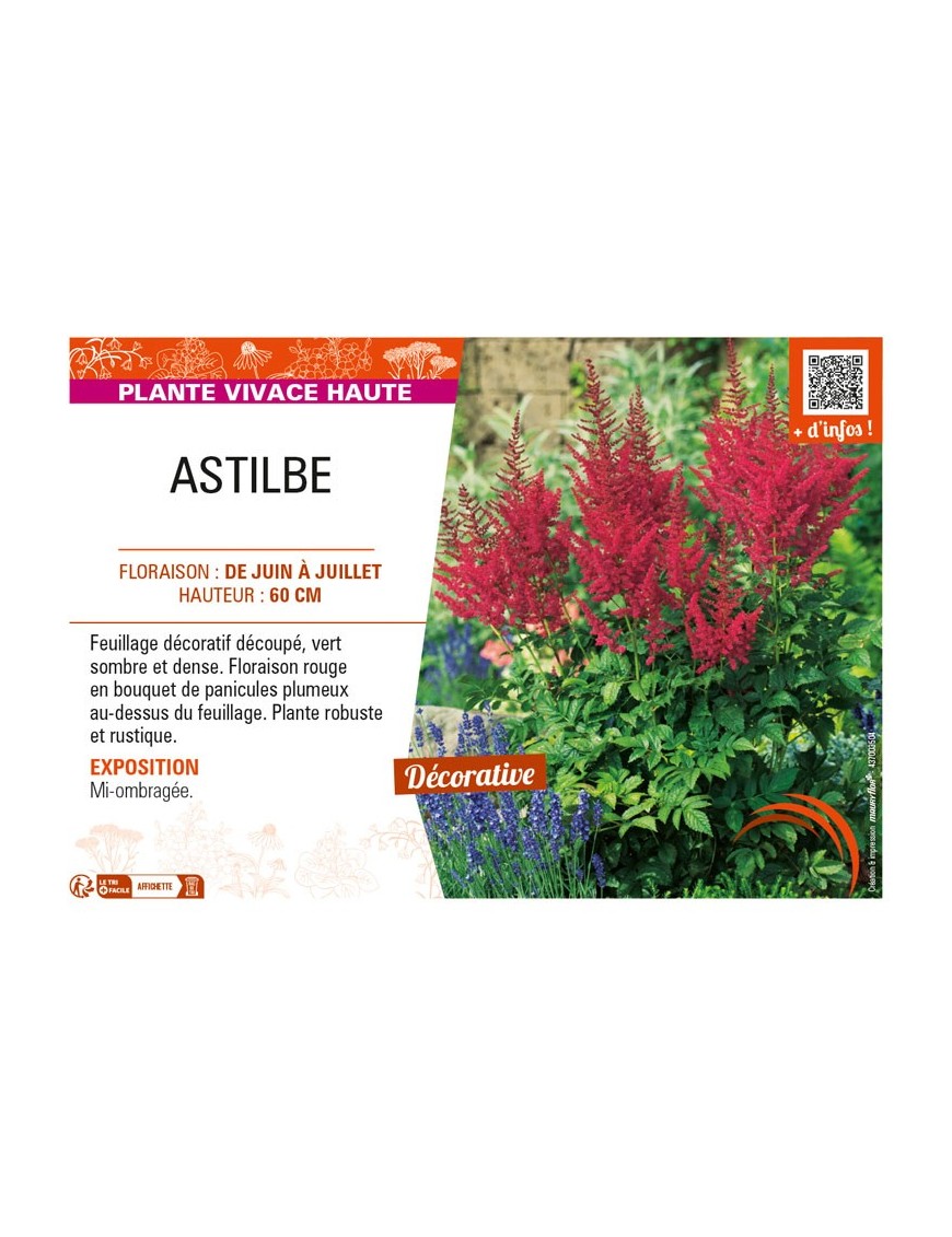 ASTILBE (arendsii rouge)