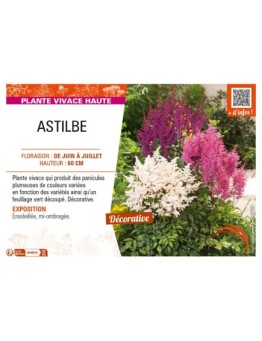 ASTILBE (arendsii varié)
