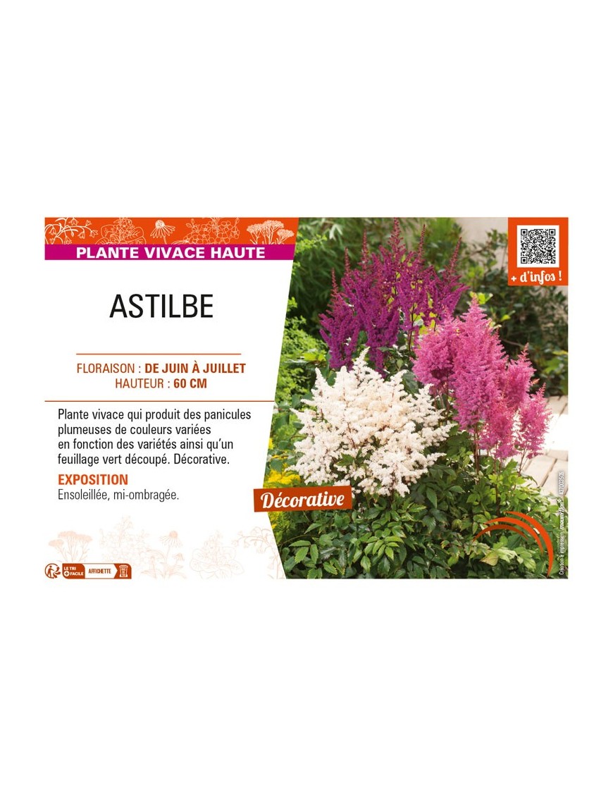 ASTILBE (arendsii varié)
