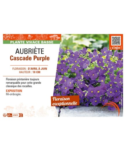 AUBRIÈTE CASCADE PURPLE