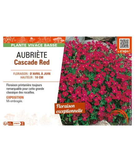 AUBRIÈTE CASCADE RED